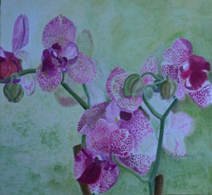 Orchids