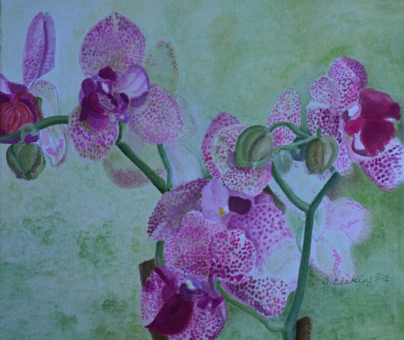 Orchids